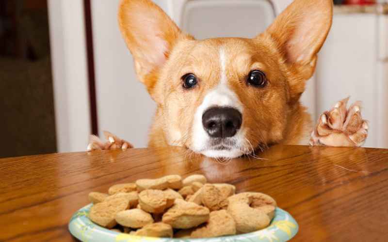 How to Ensure a Healthy Diet for Your Dog