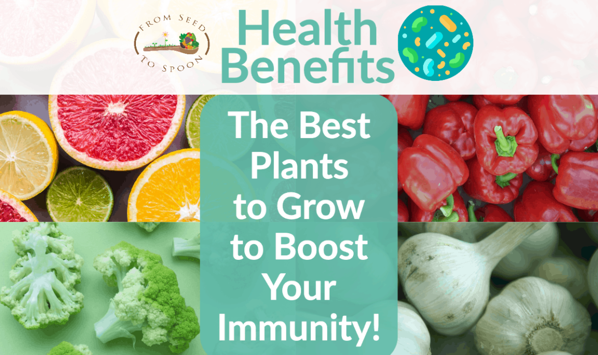 How Different Plant Foods Can Enhance Your Immunity