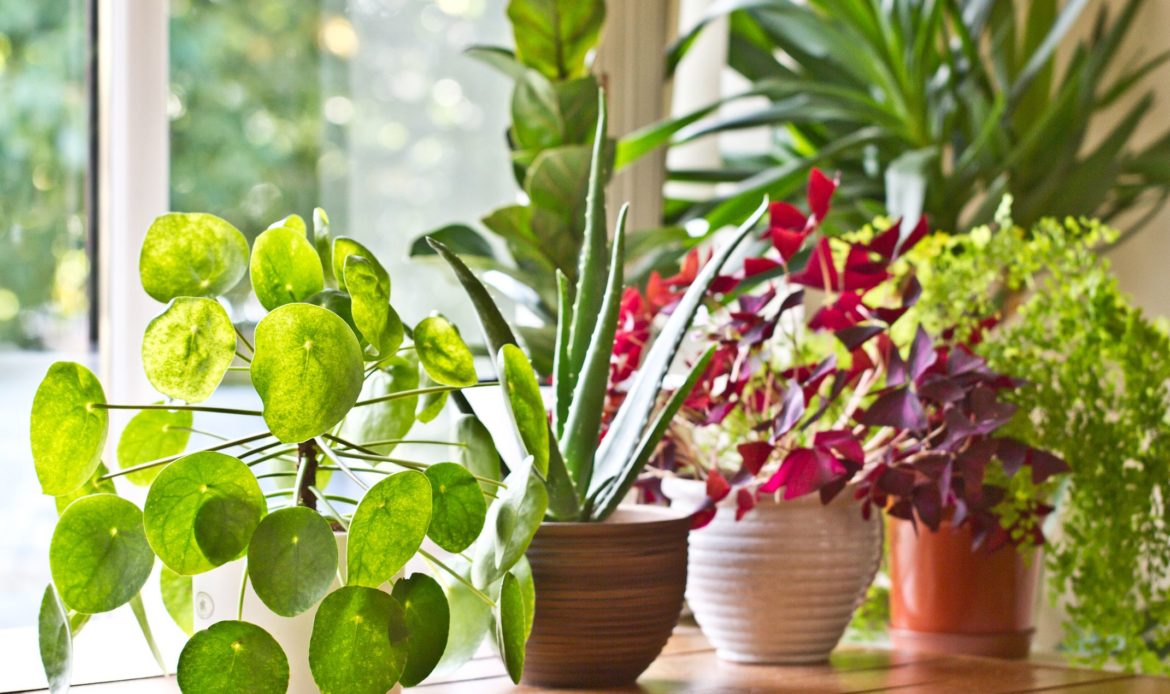 Plants and Their Health Benefits That You Might Be Reading For the First Time